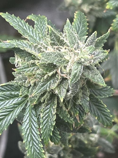 Native sun and Fatbuds bonsai. Week 9 - SCB