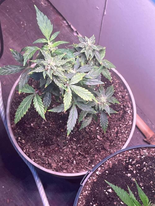 Native sun and Fatbuds bonsai. Week 9 - Blue dream