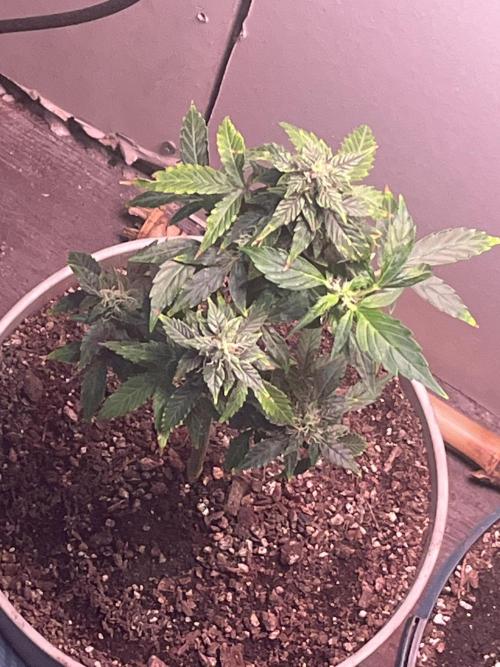 Native sun and Fatbuds bonsai. Week 9 - Blue Dream