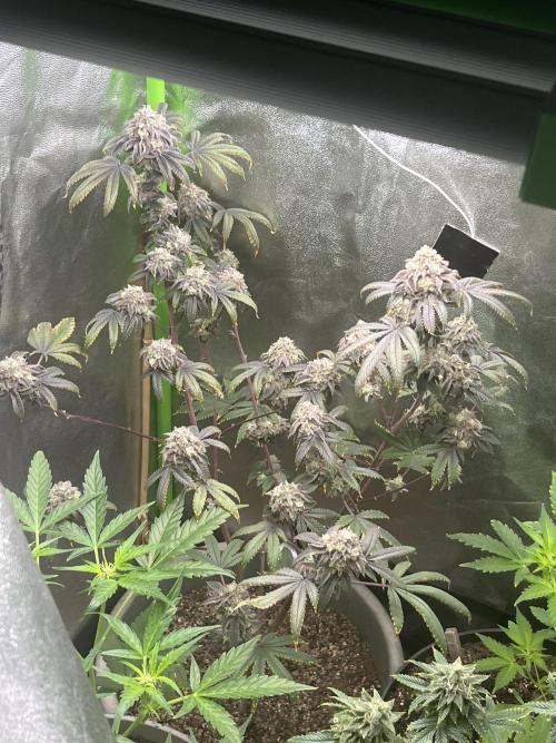 Peteys purple. Week 16 - Purple lemonade 