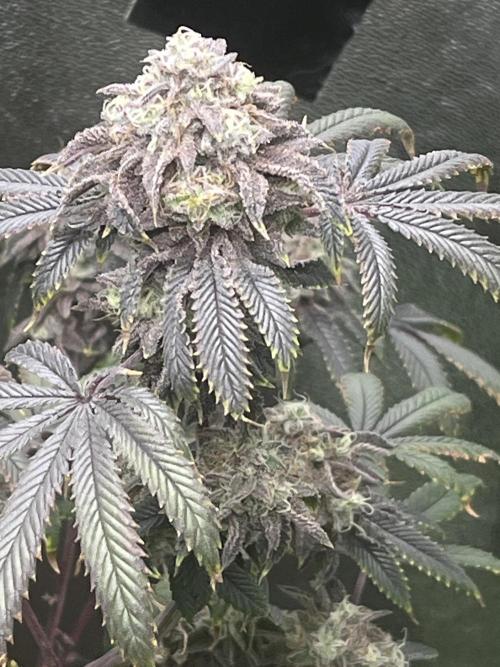 Peteys purple. Week 16 - Purple lemonade 