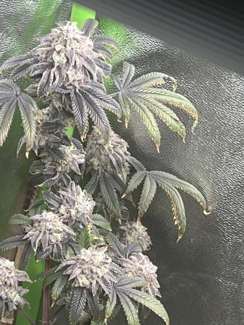 Peteys purple. Week 16 - Purple lemonade 