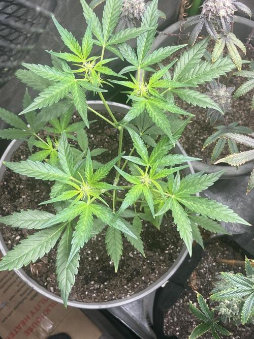 Seedtiva and bag seeds. Week 2 - Unknown pheno 1