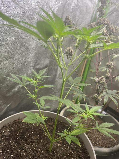 Seedtiva and bag seeds. Week 2 - UK pheno 1