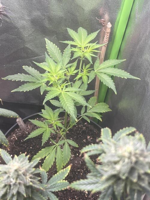 Seedtiva and bag seeds. Week 2 - UK pheno 2