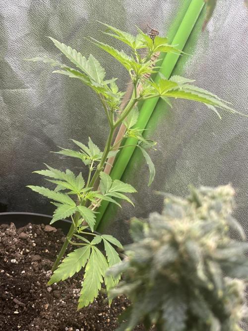 Seedtiva and bag seeds. Week 2 - UK pheno 2