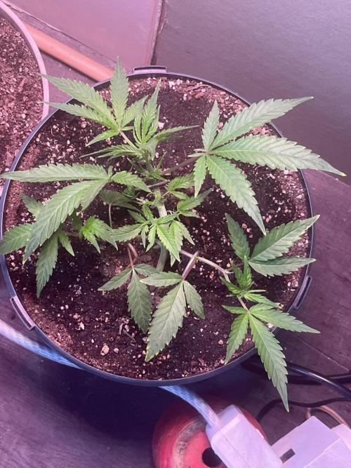 Seedtiva and bag seeds. Week 2 - Afghan kush