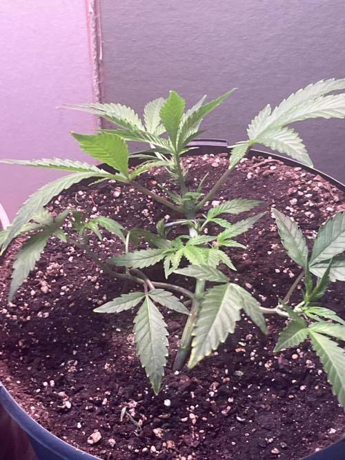 Seedtiva and bag seeds. Week 2 - Afghan kush