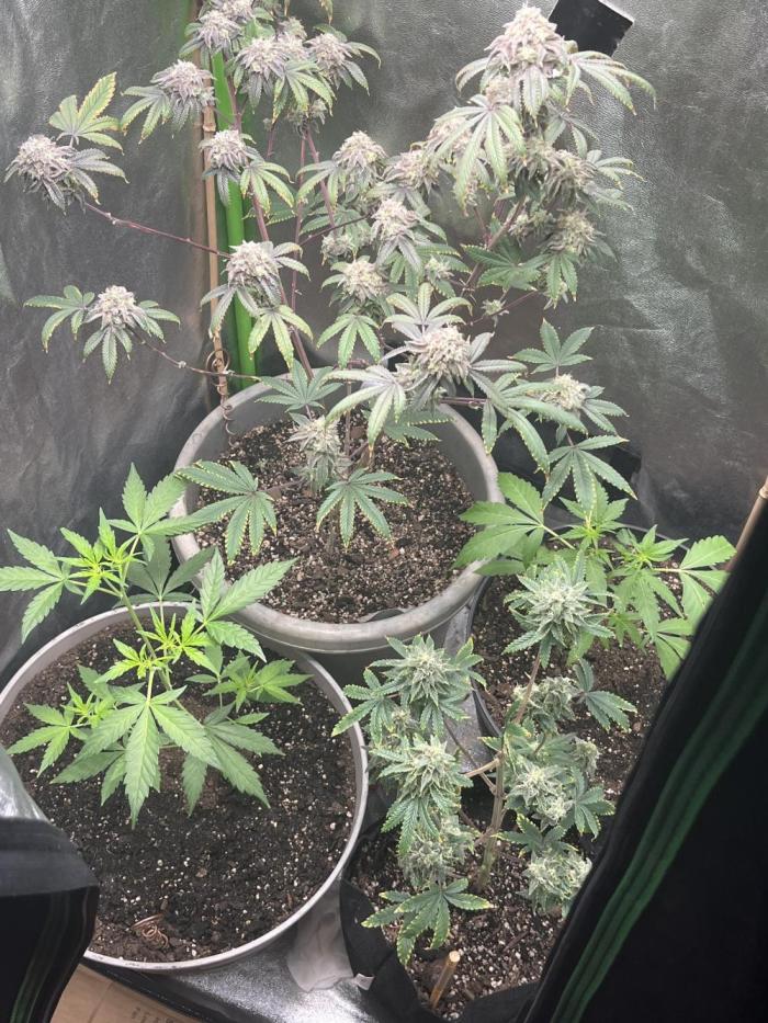 Peteys purple. Week 17