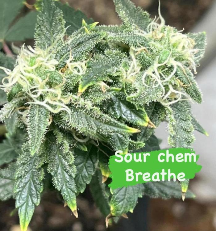 Native sun and Fatbuds bonsai. Week 10