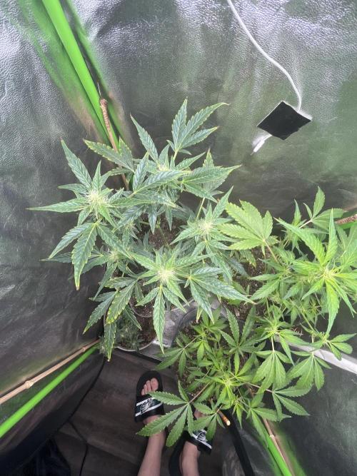 Seedtiva and bag seeds. Week 3 - Unknown pheno 1