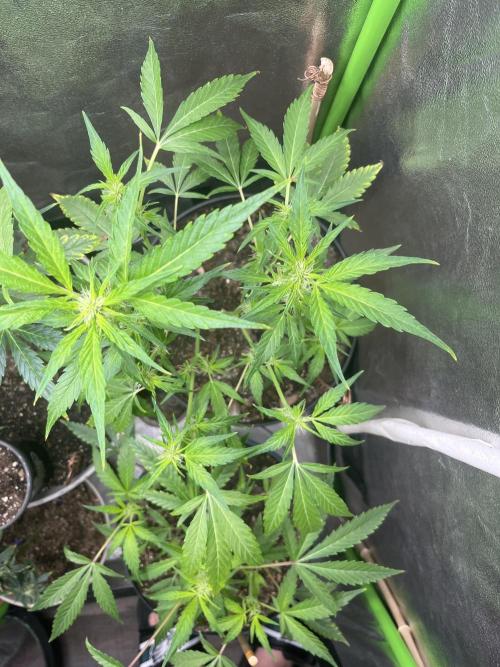 Seedtiva and bag seeds. Week 3 - Unknowns pheno 2