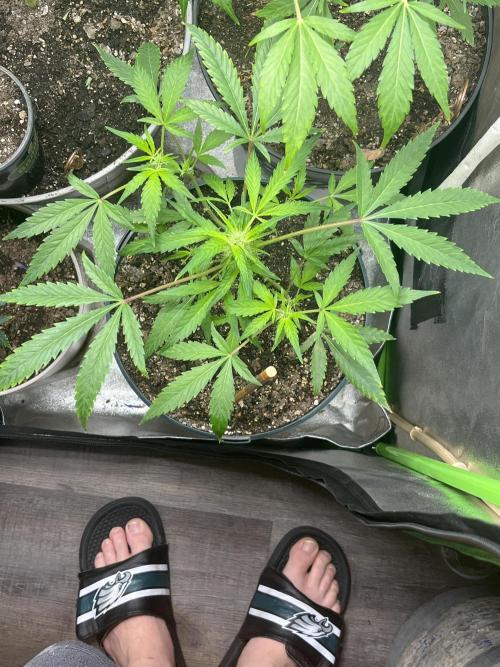 Seedtiva and bag seeds. Week 3 - Afghan kush