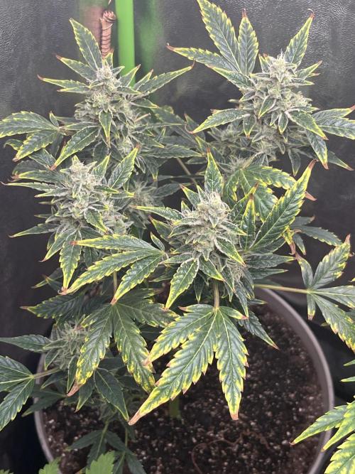 Seedtiva and bag seeds. Week 4 - Unknown pheno 1