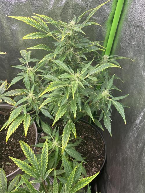 Seedtiva and bag seeds. Week 4 - Unknown pheno 2