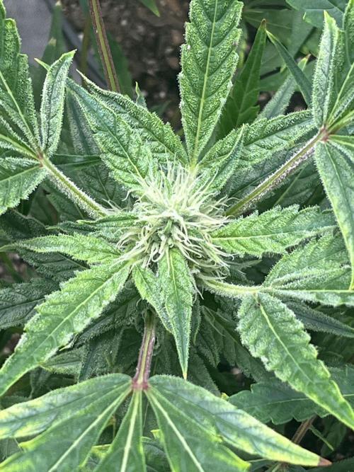 Seedtiva and bag seeds. Week 4 - Afghan kush