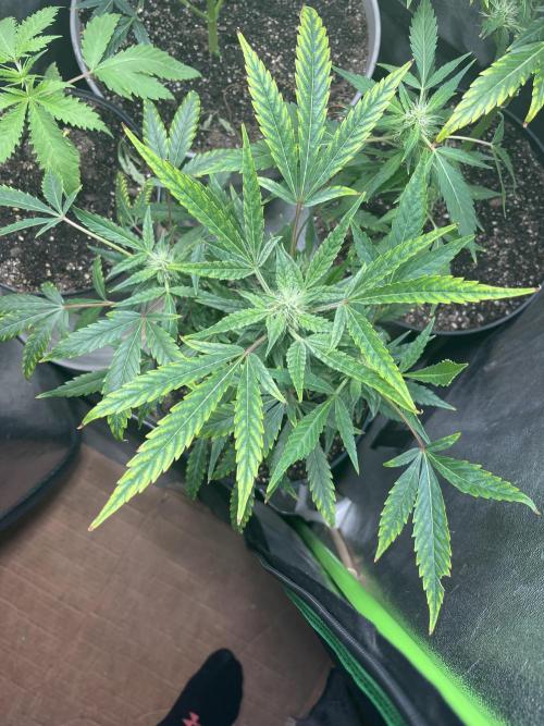 Seedtiva and bag seeds. Week 4 - Afghan kush