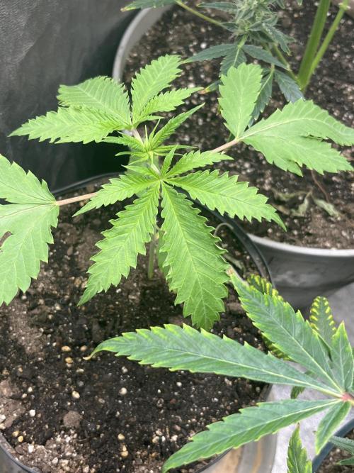 Thai XXL. Week 2 - Thai xxl