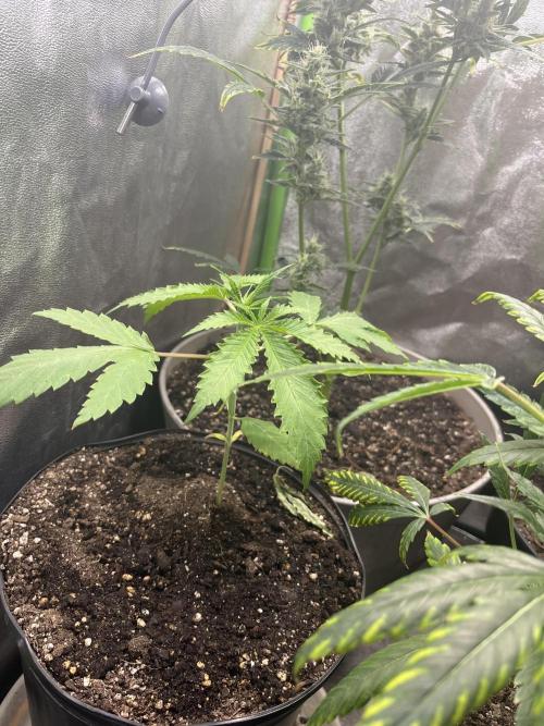 Thai XXL. Week 2 - Thai xxl