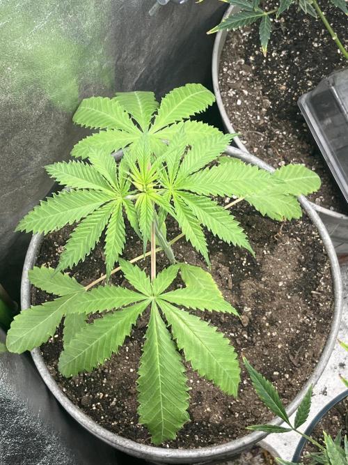 Thai XXL. Week 3 - Thaixxl