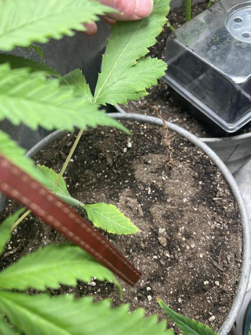 Thai XXL. Week 3 - Duck foot