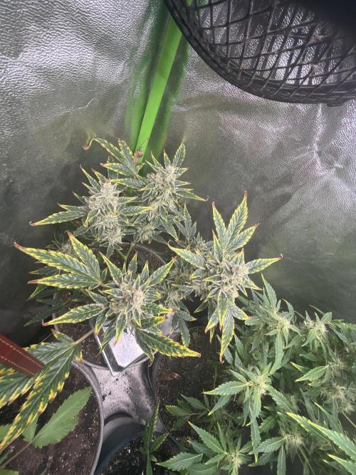 Seedtiva and bag seeds. Week 8 - Pheno 1