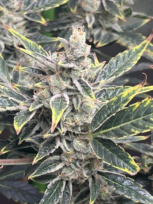 Seedtiva and bag seeds. Week 8 - Pheno 1