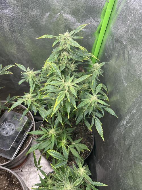 Seedtiva and bag seeds. Week 8 - Pheno 2