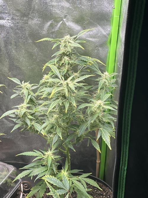 Seedtiva and bag seeds. Week 8 - Pheno 2