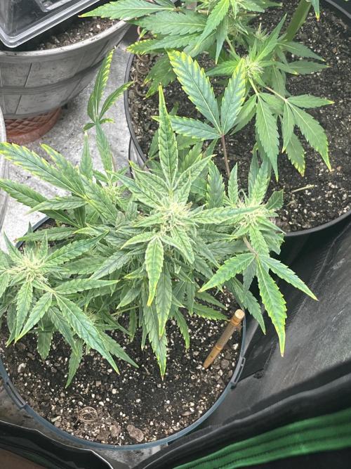 Seedtiva and bag seeds. Week 8 - Afghan kush