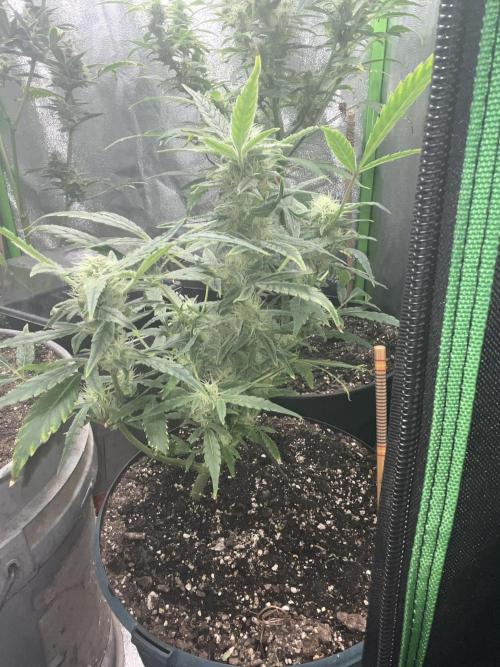 Seedtiva and bag seeds. Week 8 - Afghan kush