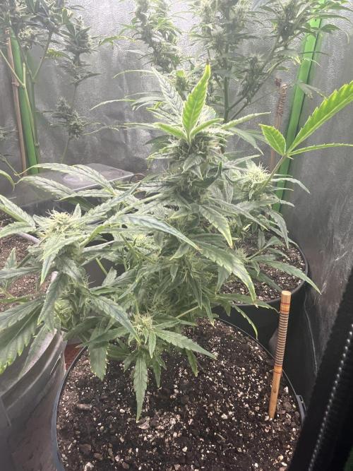 Seedtiva and bag seeds. Week 8 - Afghan kush