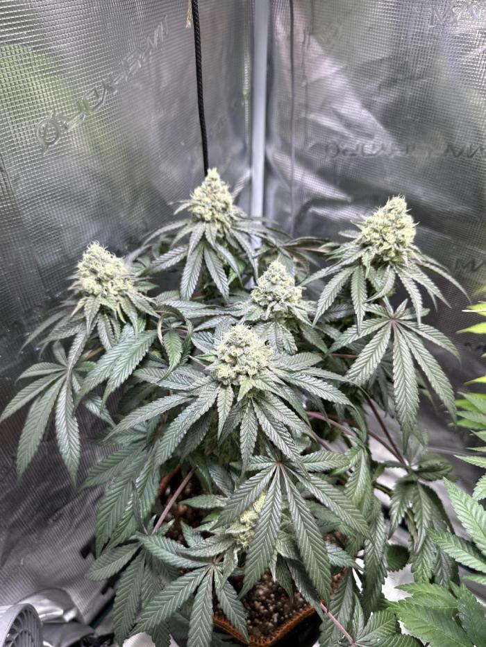 First Time Permanent Marker 🖊️🤩. Week 10