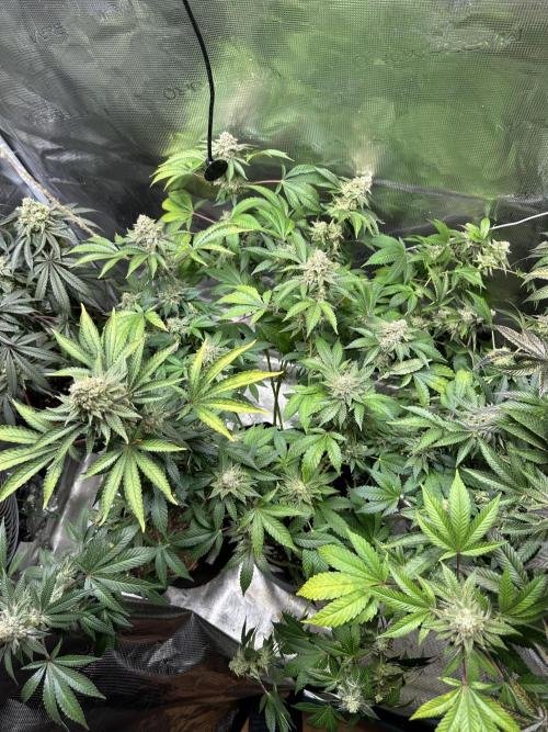 2nd grow. Week 15