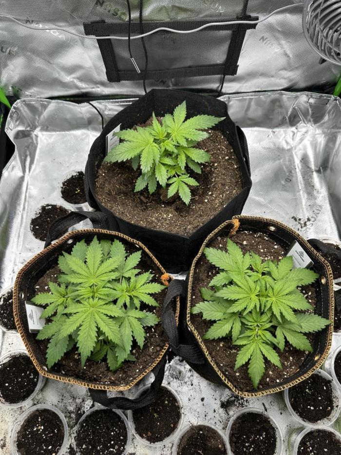 Lets find the real: Sweet Mango. Week 2