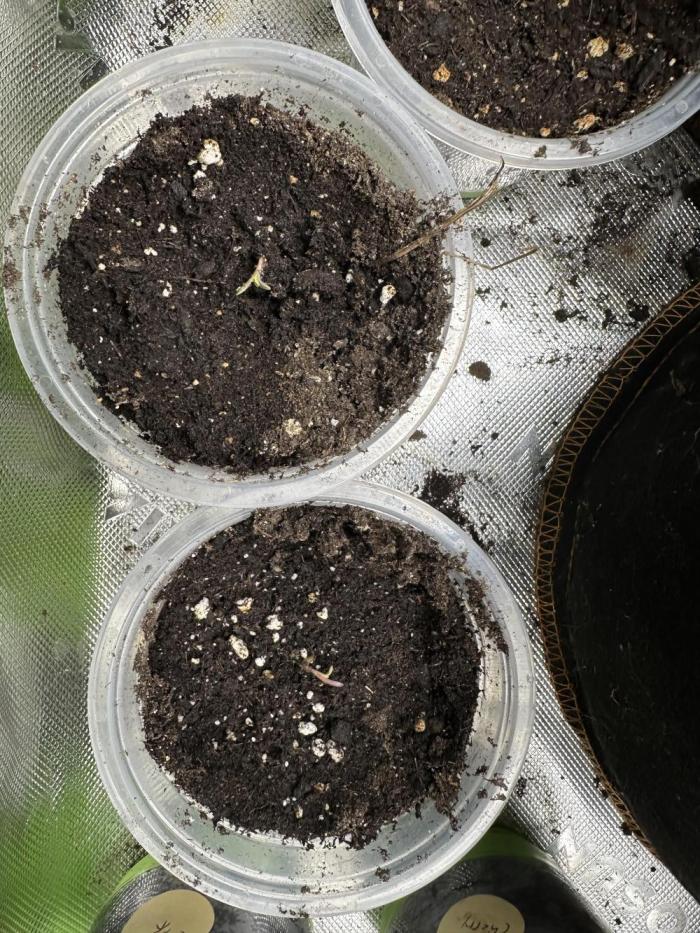 Medical grow: Painkiller XL. Week 0