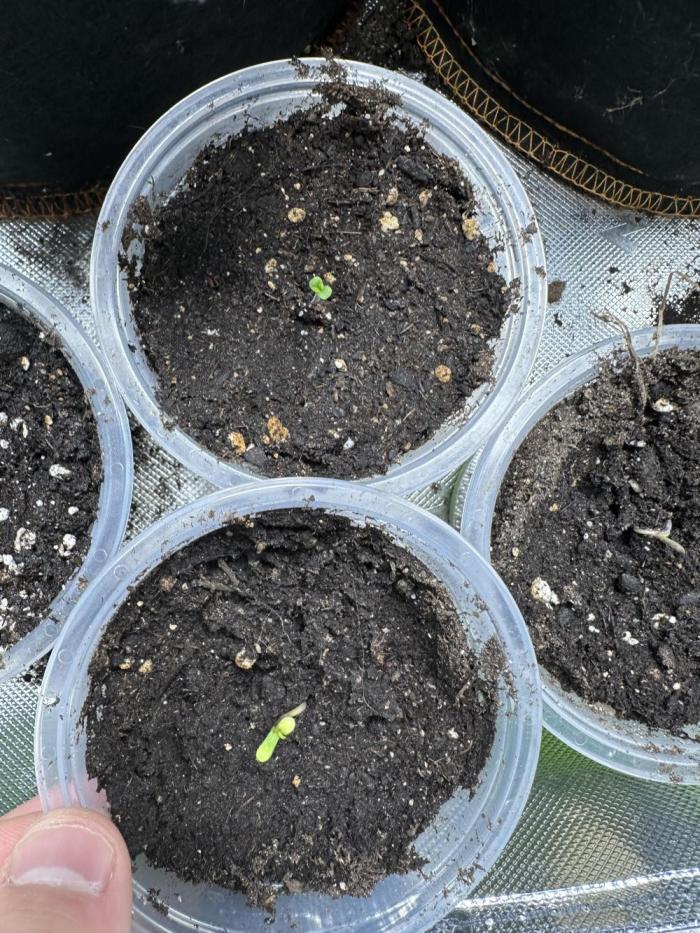 The modern classic: Orange Bud 2.0. Week 0