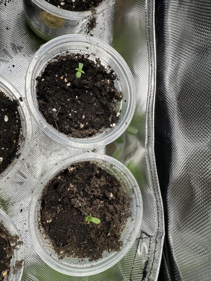 Mystery grow. Week 0