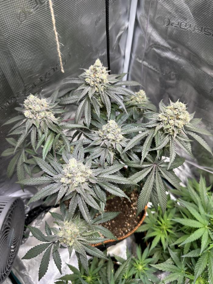 First Time Permanent Marker 🖊️🤩. Week 11