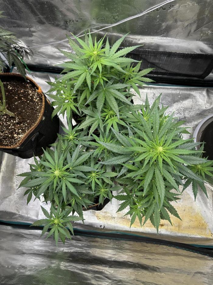 Clash of Titans 💥. Week 4