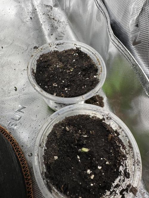 First copycat tryout. Week 0