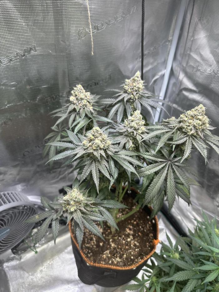 First Time Permanent Marker 🖊️🤩. Week 12