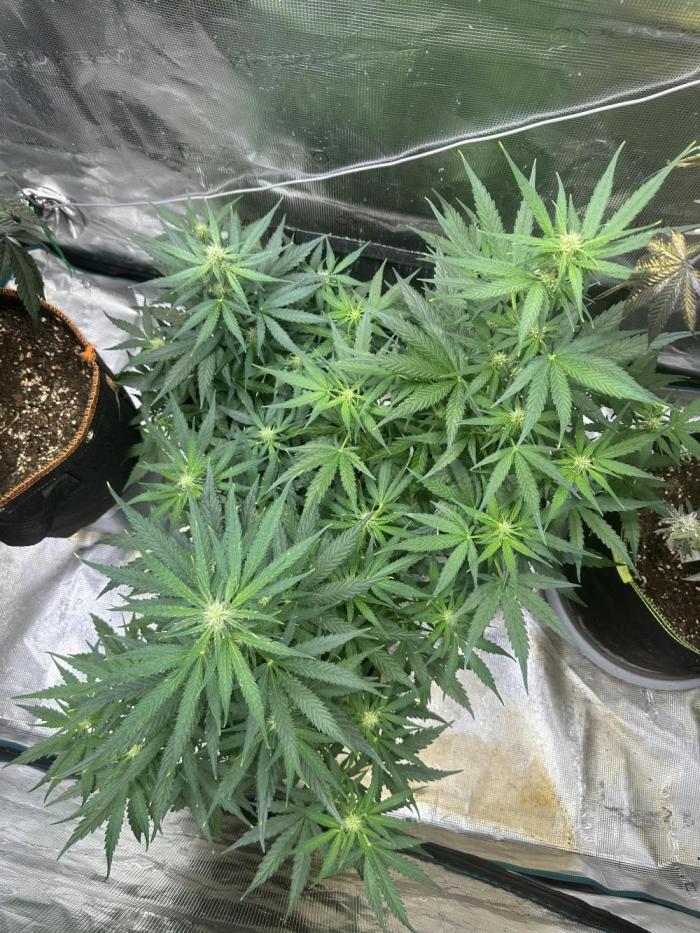 Clash of Titans 💥. Week 5