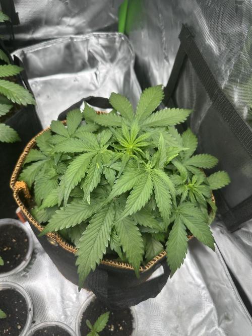 Lets find the real: Sweet Mango. Week 3