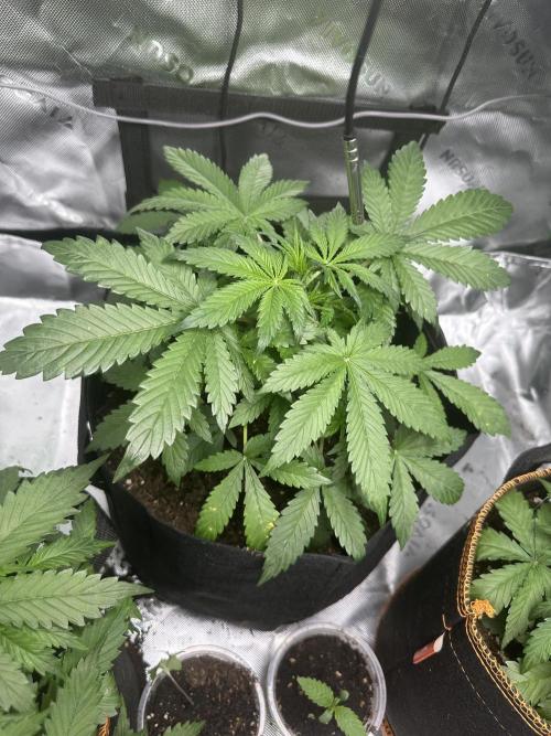 Lets find the real: Sweet Mango. Week 3