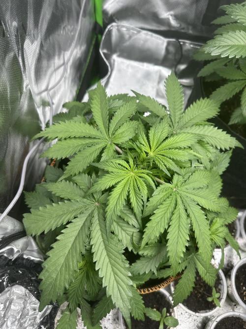 Lets find the real: Sweet Mango. Week 3