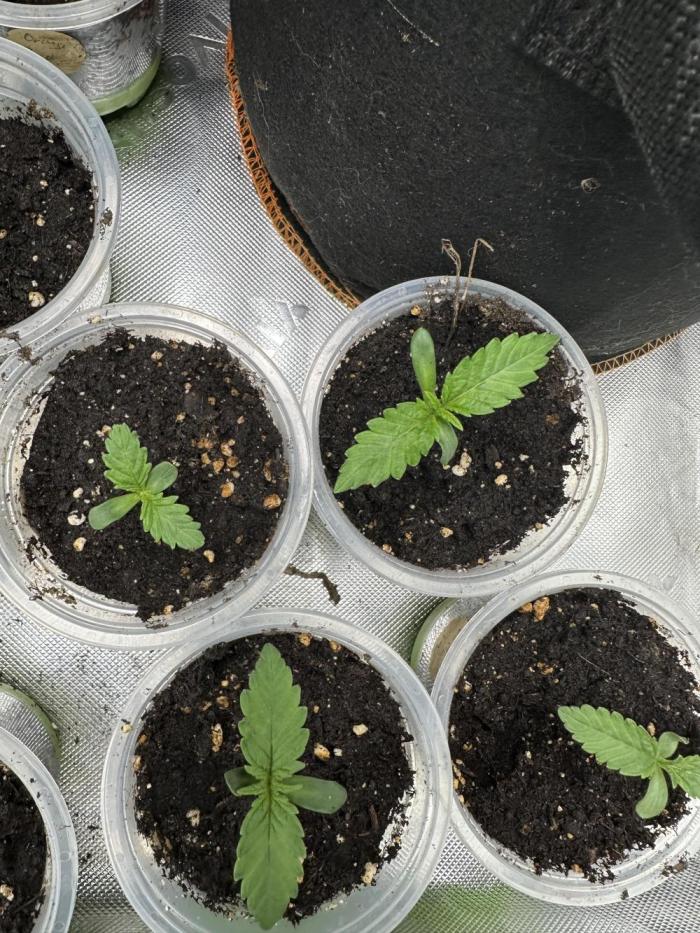 The modern classic: Orange Bud 2.0. Week 1