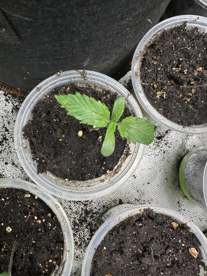 Mystery grow. Week 1