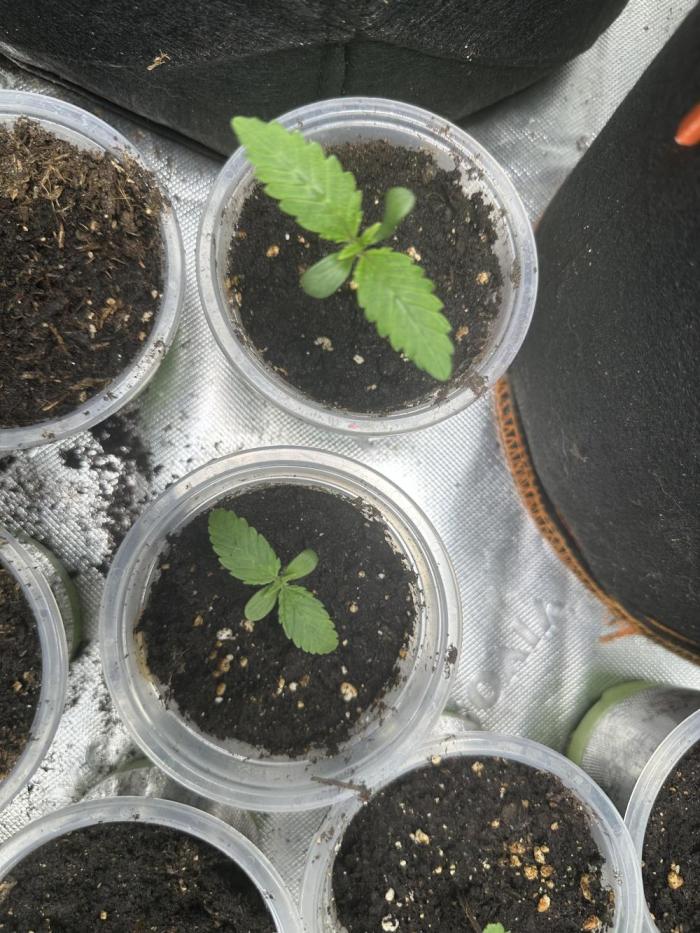 Ice Sweets: Frozen black cherry. Week 1