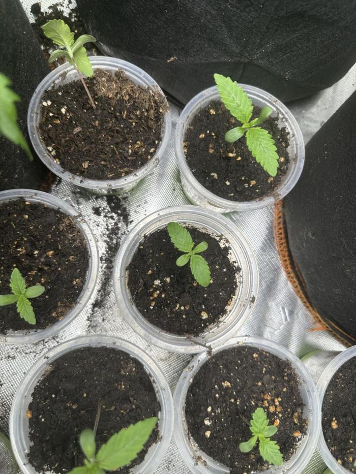 Medical grow: Painkiller XL. Week 1